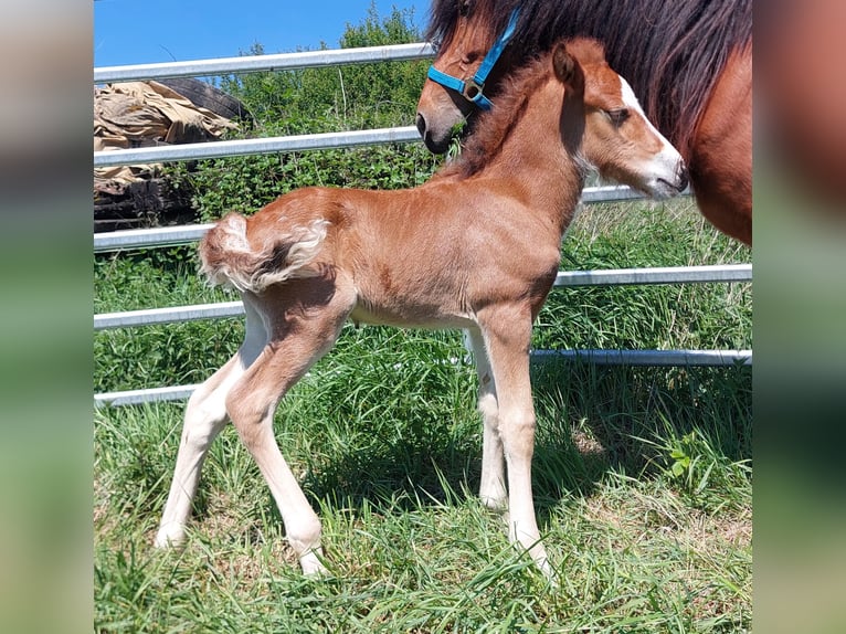 Islandpferd Hengst  141 cm Brauner in Saarland