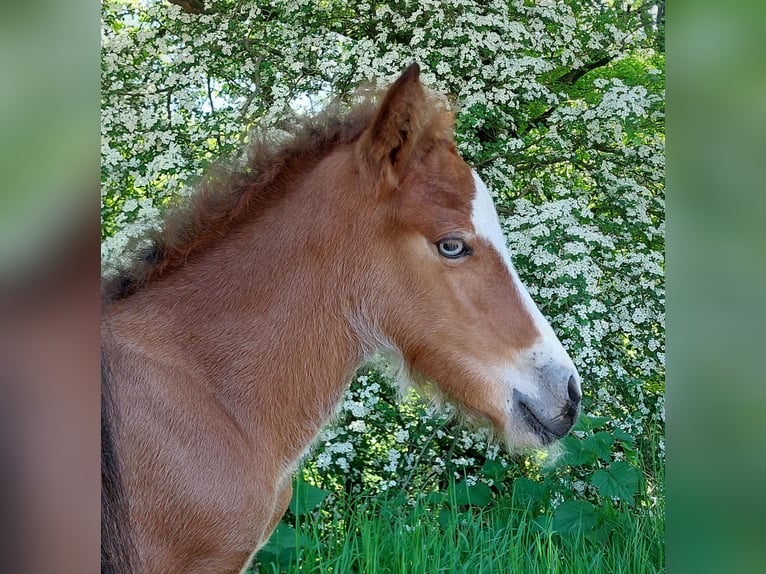 Islandpferd Hengst  141 cm Brauner in Saarland