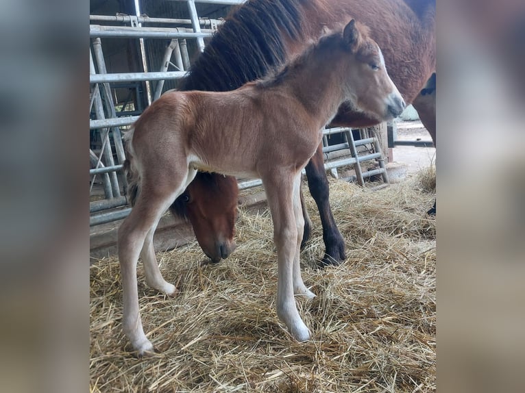 Islandpferd Hengst  141 cm Brauner in Saarland