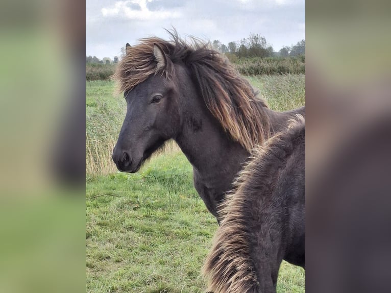Islandpferd Hengst  145 cm Grullo in Alkmaar