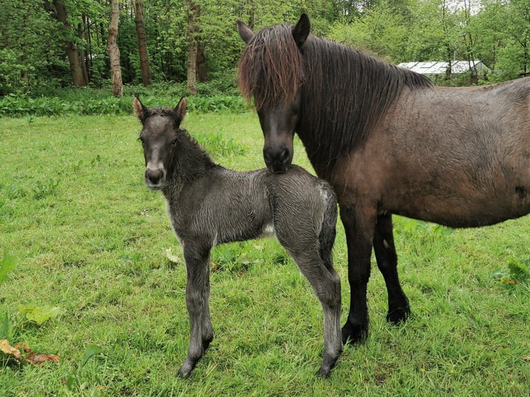 Islandpferd Hengst  145 cm Grullo in Alkmaar