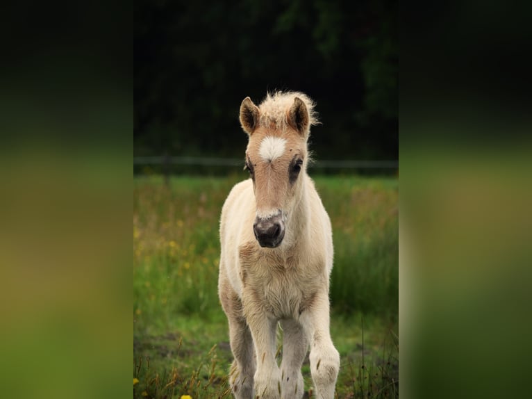 Islandpferd Hengst  145 cm Grullo in Alkmaar