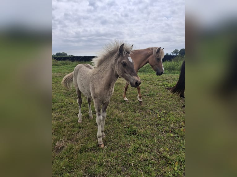 Islandpferd Hengst  145 cm Grullo in Alkmaar