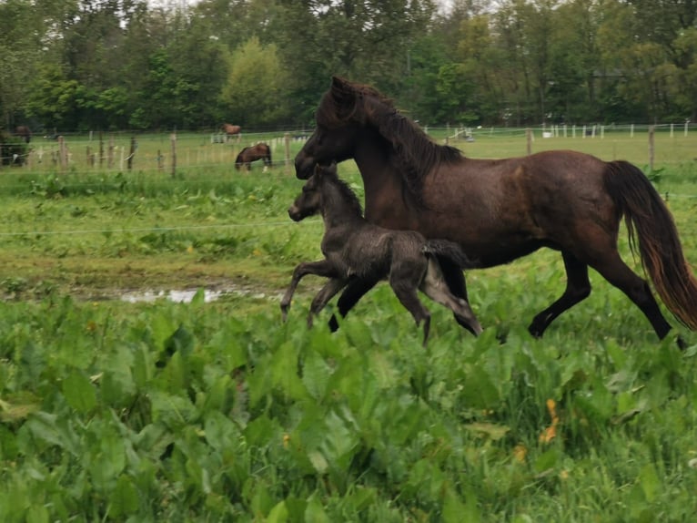 Islandpferd Hengst  145 cm Grullo in Alkmaar