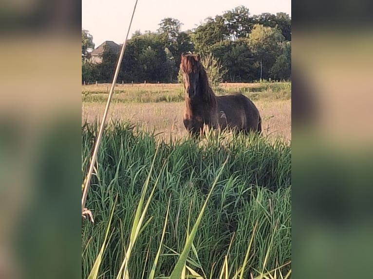 Islandpferd Hengst  145 cm Grullo in Alkmaar