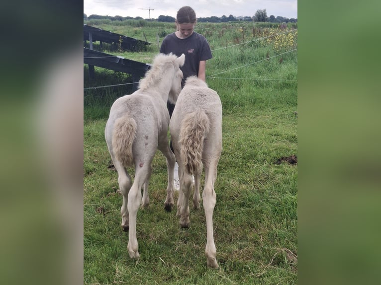 Islandpferd Hengst  145 cm Grullo in Alkmaar