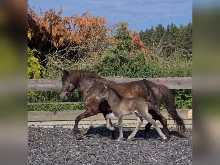 Islandpferd Hengst Fohlen (06/2024) 146 cm Rappe in Aichtal