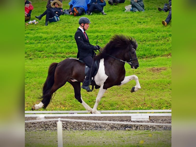 Islandpferd Hengst Fohlen (07/2025) 150 cm Grullo in Venlo