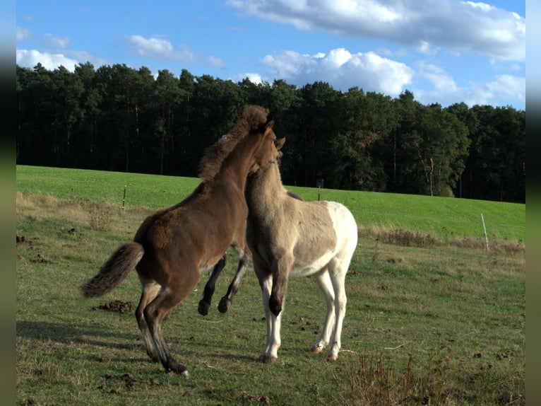 Islandpferd Hengst Fohlen (06/2026) Brauner in Neustadt am Rübenberge