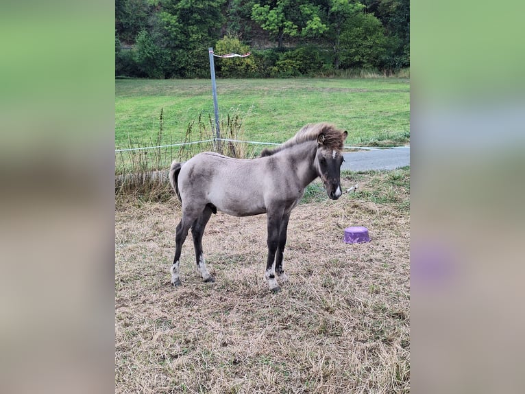 Islandpferd Hengst Fohlen (03/2026) Falbe in Netphen
