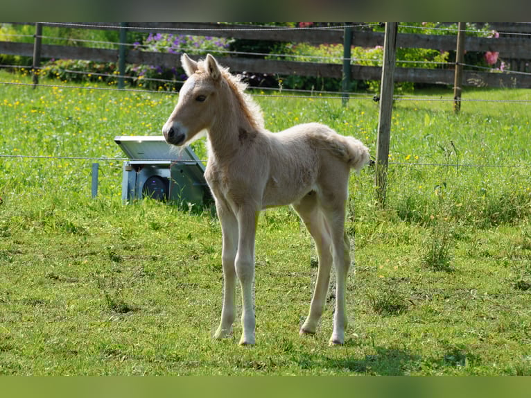 Islandpferd Hengst Fohlen (05/2025) Palomino in Polling