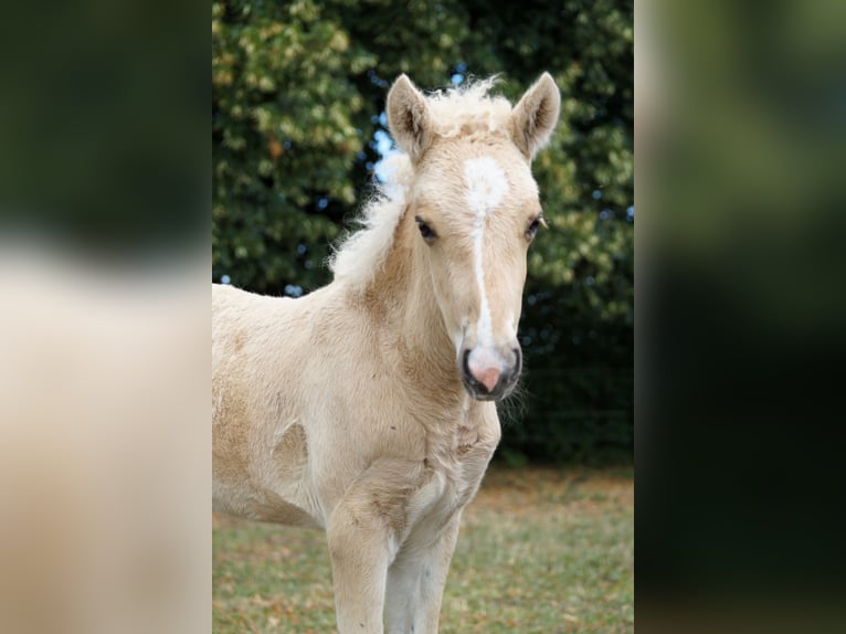 Islandpferd Hengst Fohlen (05/2025) Palomino in Polling