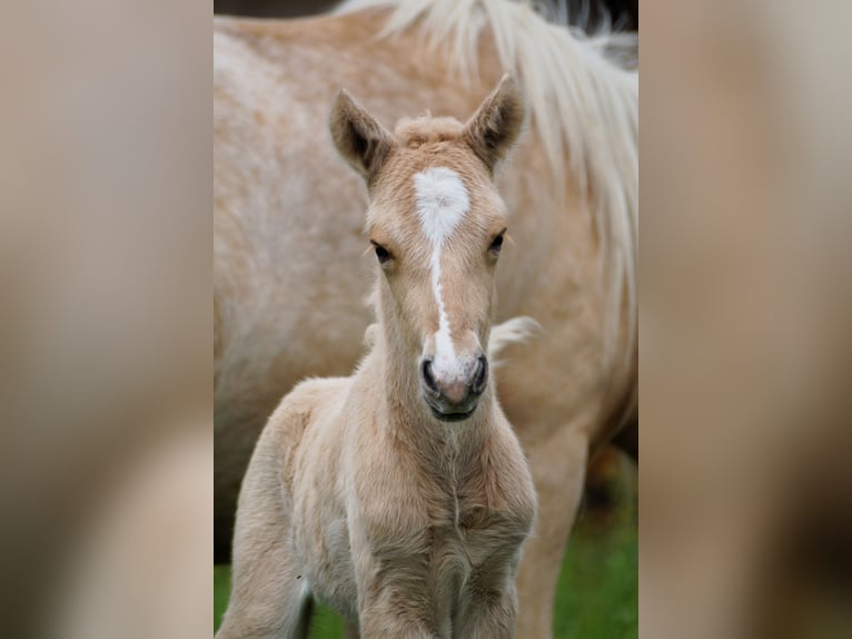 Islandpferd Hengst Fohlen (05/2025) Palomino in Polling