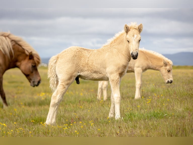 Islandpferd Hengst  Palomino in Hvolsv&#xF6;llur