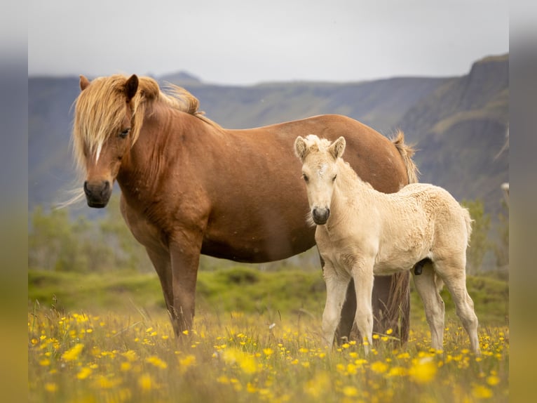 Islandpferd Hengst  Palomino in Hvolsv&#xF6;llur