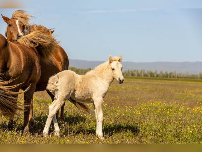 Islandpferd Hengst Fohlen (06/2025) Palomino in Hvolsv&#xF6;llur
