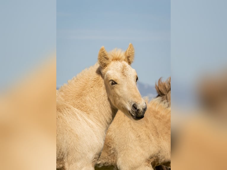 Islandpferd Hengst Fohlen (06/2025) Palomino in Hvolsv&#xF6;llur