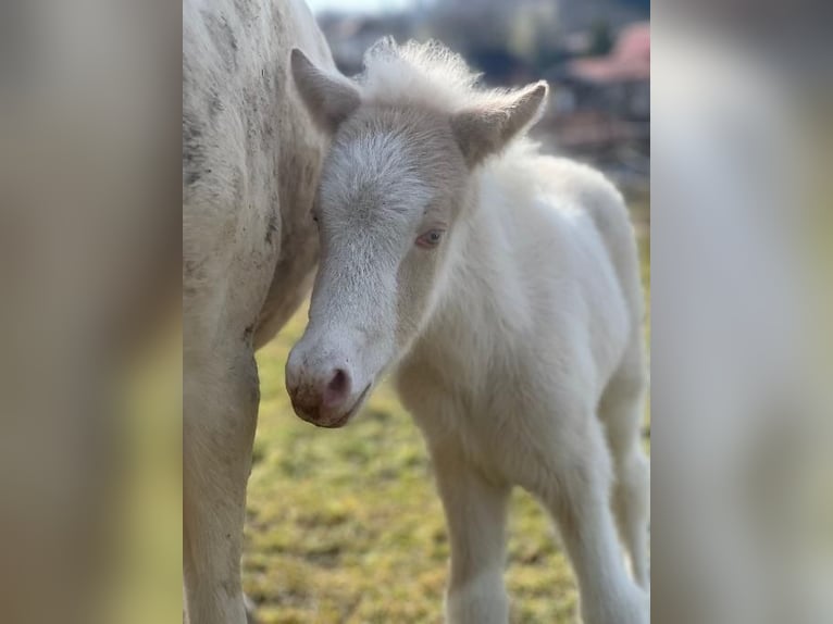 Islandpferd Hengst Fohlen (01/2026) Perlino in Markt Wald