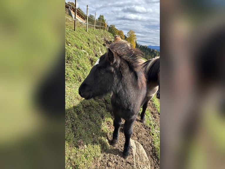 Islandpferd Hengst  Rappe in Mariapfarr