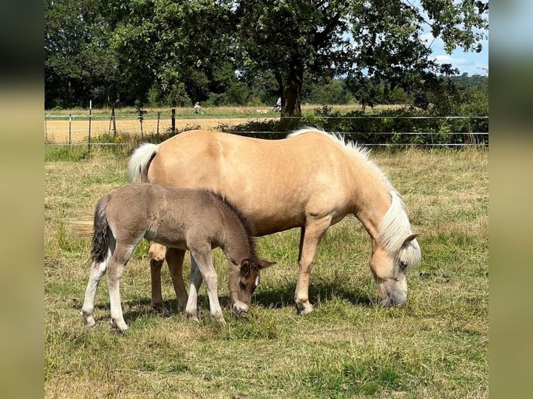 Islandpferd Hengst Fohlen (07/2026) Rappe in Neustadt am Rübenberge