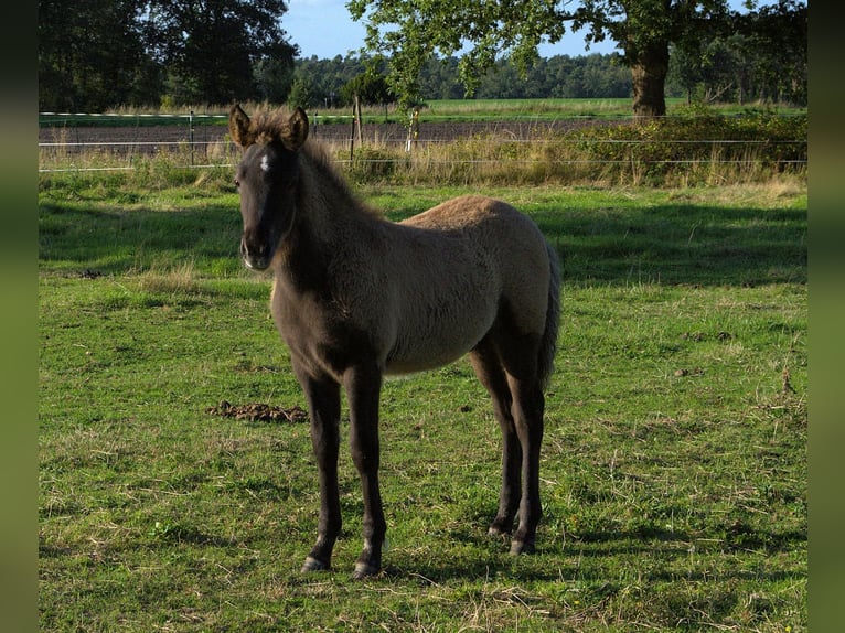 Islandpferd Hengst Fohlen (07/2026) Rappe in Neustadt am Rübenberge