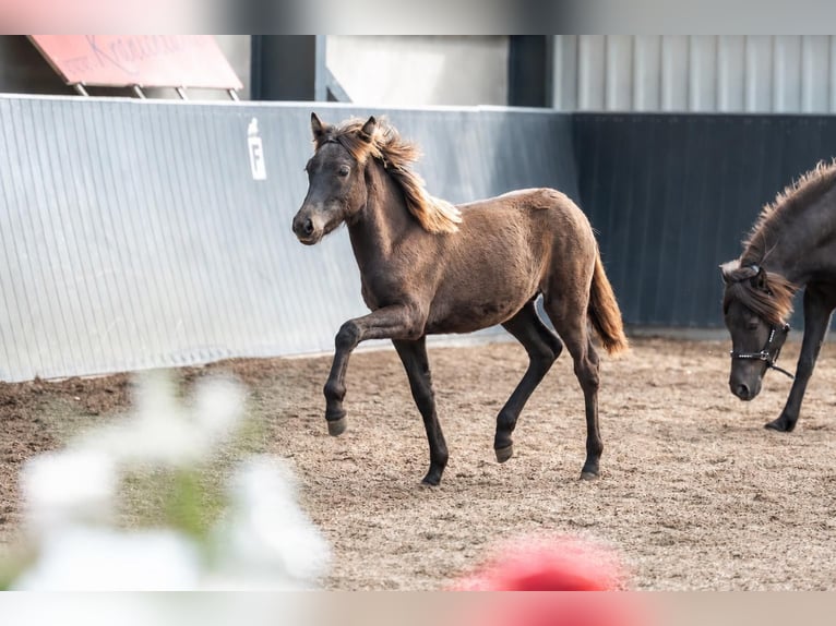 Islandpferd Hengst Fohlen (01/2026) Rappe in Horst
