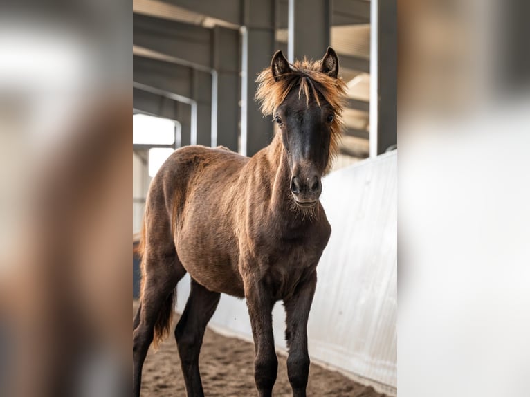 Islandpferd Hengst Fohlen (01/2026) Rappe in Horst