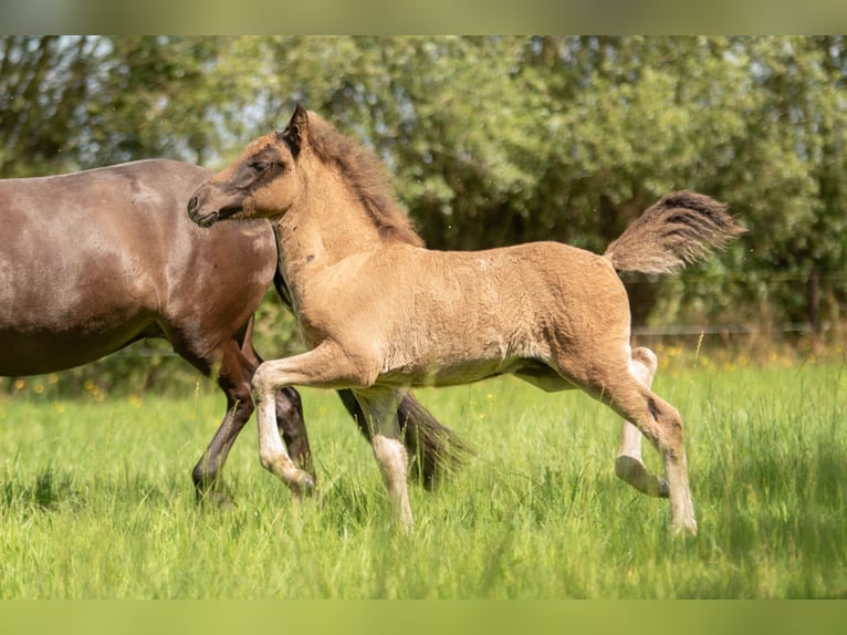 Islandpferd Hengst Fohlen (06/2025) Rappe in Laarne