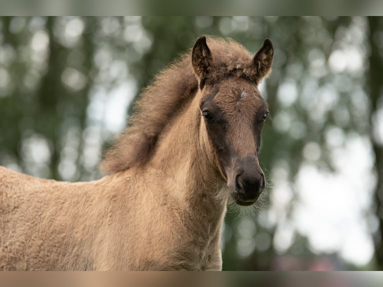 Islandpferd Hengst Fohlen (06/2025) Rappe in Laarne