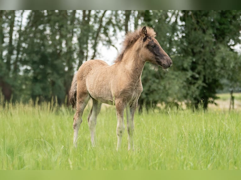 Islandpferd Hengst Fohlen (06/2025) Rappe in Laarne