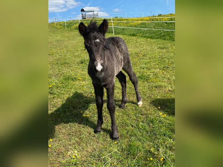 Islandpferd Hengst  Rappe in Wadern