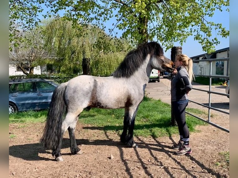 Islandpferd Hengst  Rappe in Wadern