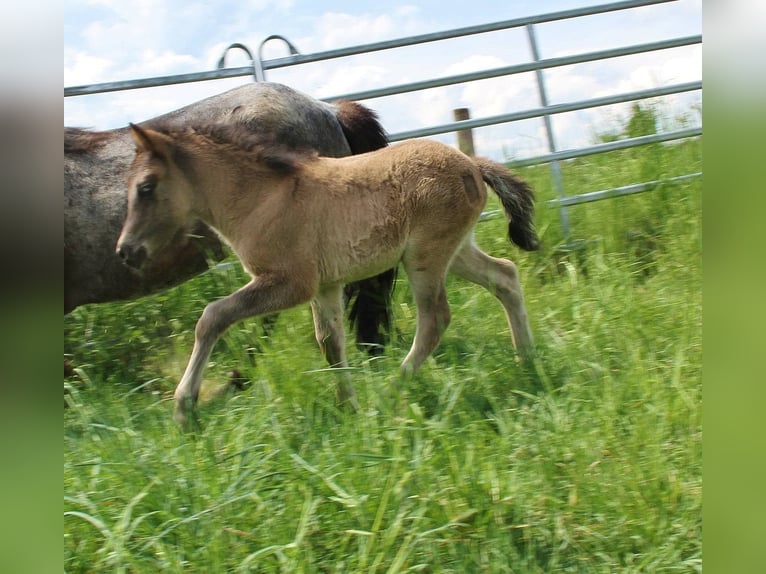 Islandpferd Hengst Fohlen (04/2026) Roan-Blue in Saarland