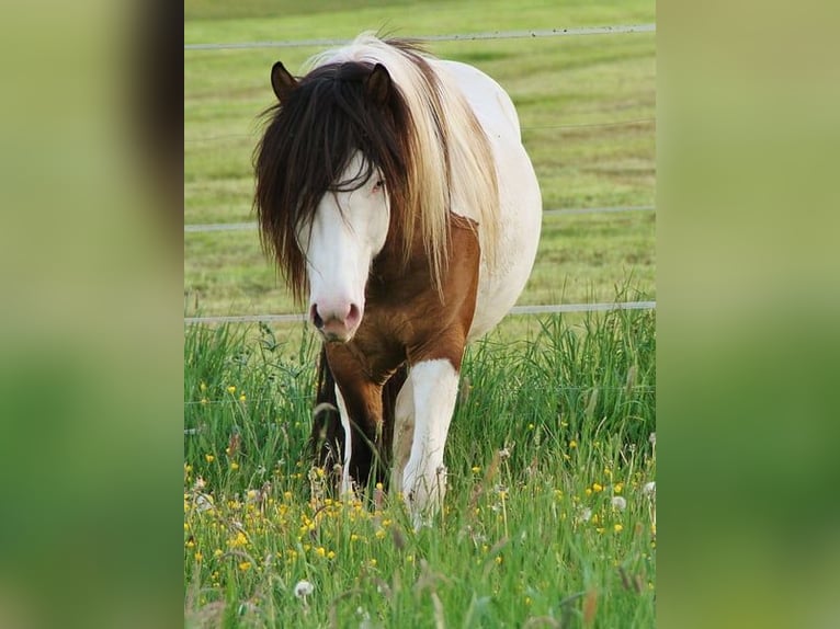 Islandpferd Hengst Fohlen (04/2026) Roan-Blue in Saarland