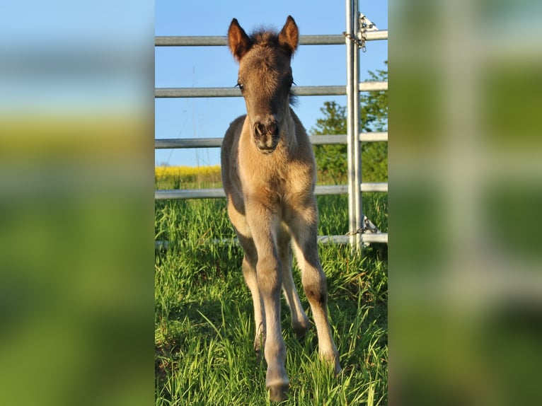 Islandpferd Hengst Fohlen (04/2026) Roan-Blue in Saarland