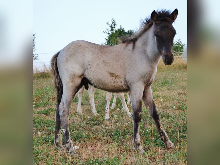 Islandpferd Hengst Fohlen (04/2026) Roan-Blue in Saarland