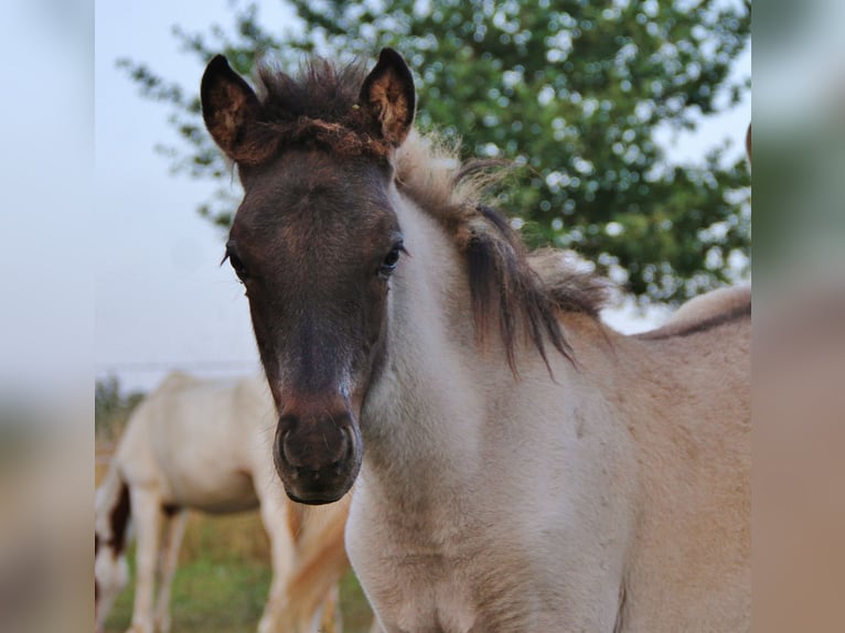 Islandpferd Hengst Fohlen (04/2026) Roan-Blue in Saarland