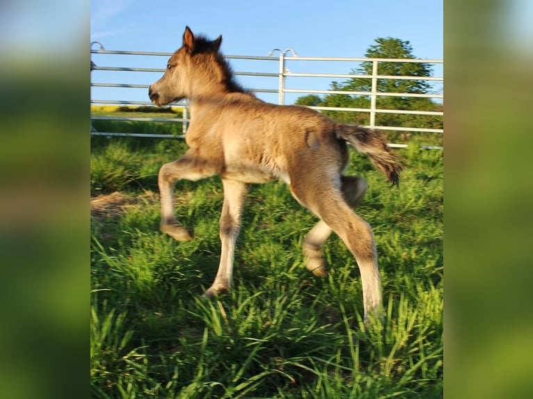 Islandpferd Hengst Fohlen (04/2026) Roan-Blue in Saarland