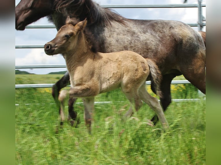 Islandpferd Hengst Fohlen (04/2026) Roan-Blue in Saarland