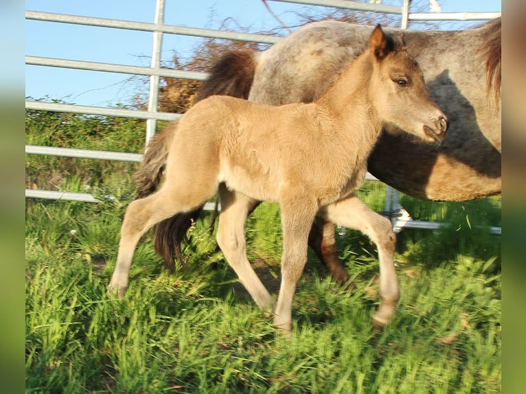 Islandpferd Hengst Fohlen (04/2026) Roan-Blue in Saarland