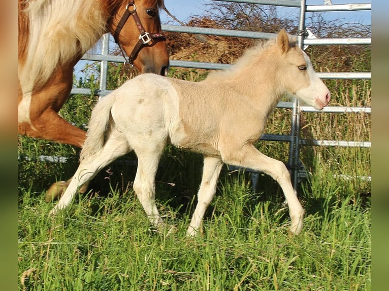 Islandpferd Hengst Fohlen (05/2026) White in Saarland