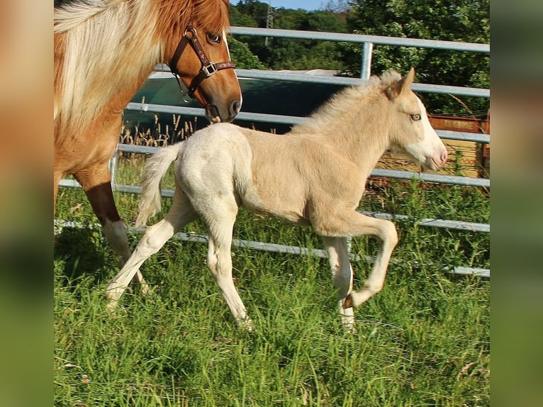 Islandpferd Hengst Fohlen (05/2026) White in Saarland