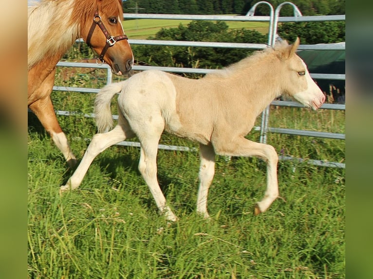 Islandpferd Hengst Fohlen (05/2026) White in Saarland