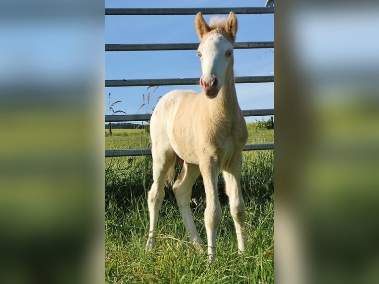 Islandpferd Hengst Fohlen (05/2026) White in Saarland
