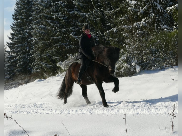 Islandpferd Hengst in Euskirchen