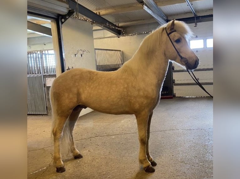 Islandpferd Hengst Palomino in Thuine