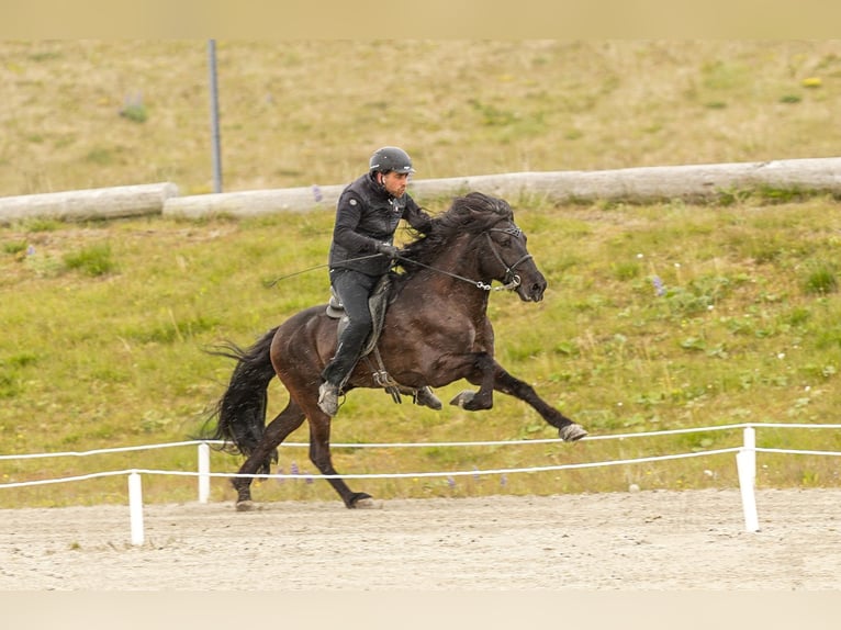 Islandpferd Hengst Rappe in Mining