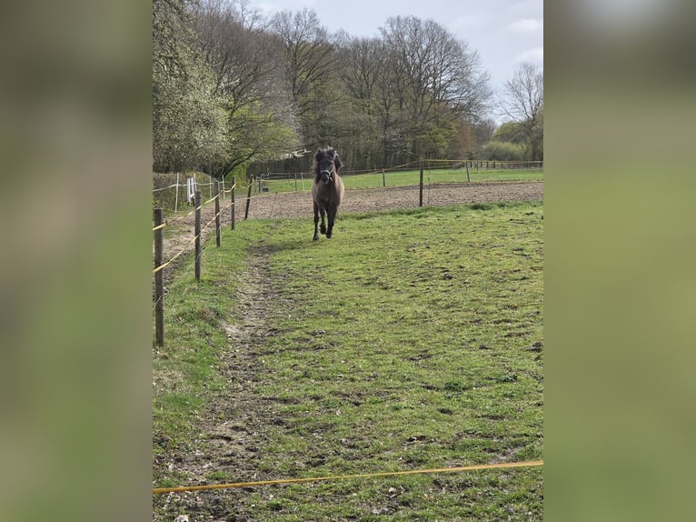 Islandpferd Hengst Rappe in Bielefeld