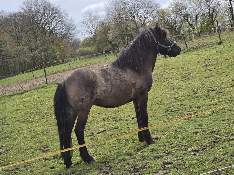 Islandpferd Hengst Rappe in Bielefeld