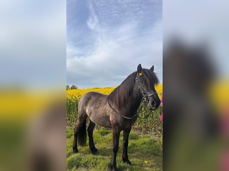 Islandpferd Hengst Rappe in Bielefeld